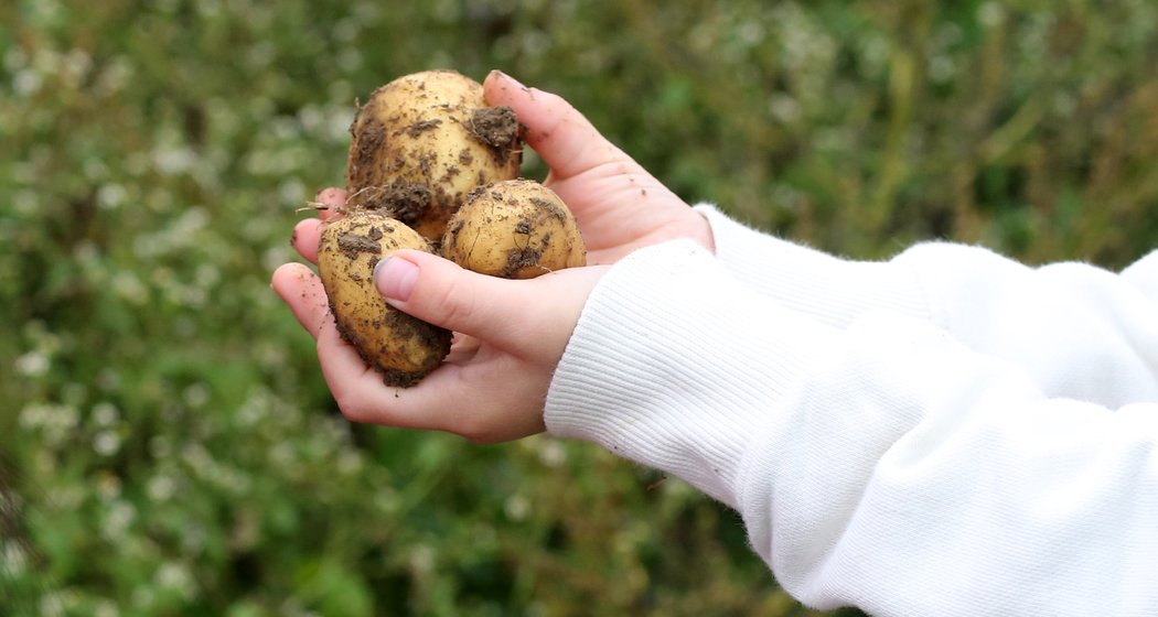 Zwei Hände in einem weißen Pullover halten mehrere frisch geerntete, mit Schmutz bedeckte Kartoffeln vor einem unscharfen grünen Hintergrund im Freien.