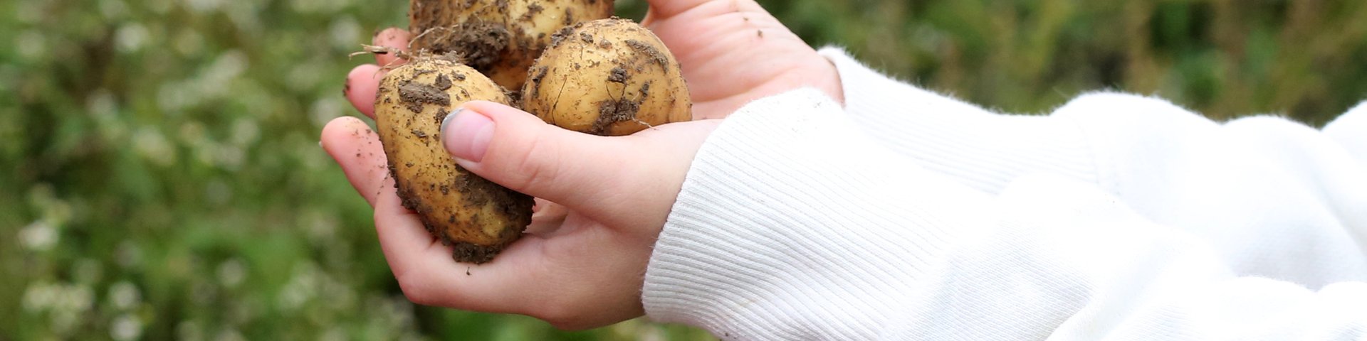 Zwei Hände in einem weißen Pullover halten mehrere frisch geerntete, mit Schmutz bedeckte Kartoffeln vor einem unscharfen grünen Hintergrund im Freien.