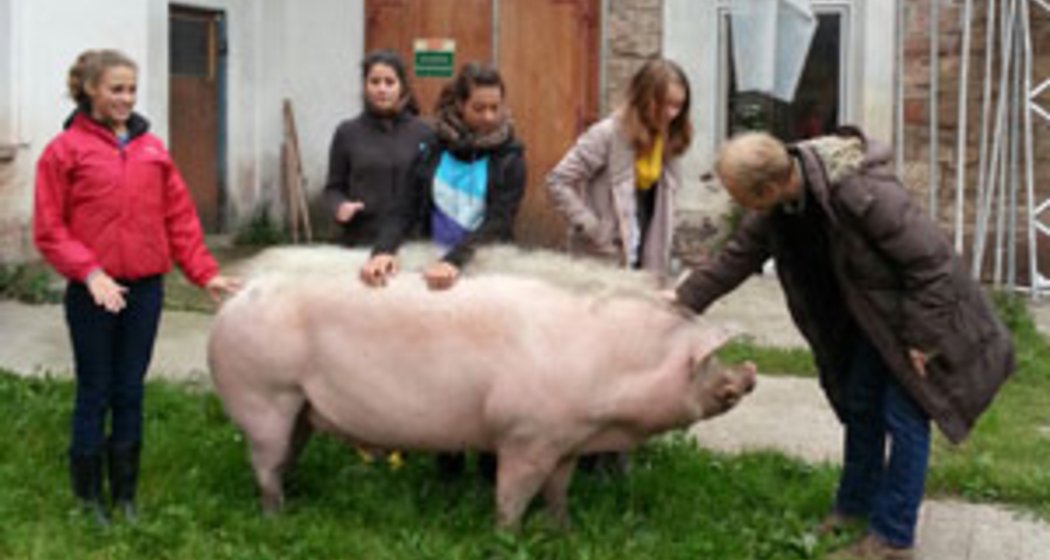 Fünf Menschen stehen herum und streicheln ein großes Schwein auf einer Wiese vor einem Gebäude mit weißen Steinmauern.